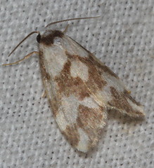 Thallarcha staurocola
