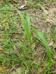 Paspalum mandiocanum