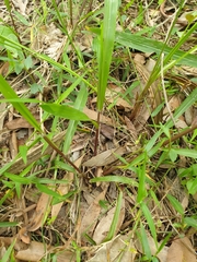 Paspalum mandiocanum
