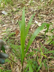 Paspalum mandiocanum