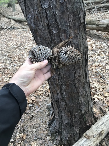 Table Mountain pine (Pinus pungens)