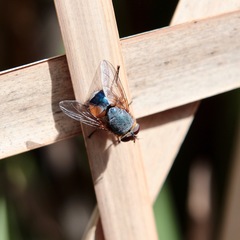 Calliphora dubia