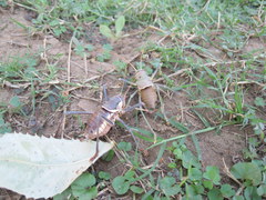 Acanthoplus discoidalis