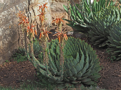 Aloe polyphylla