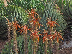 Aloe polyphylla