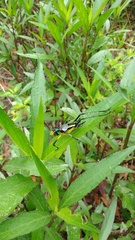 Pterophylla beltrani