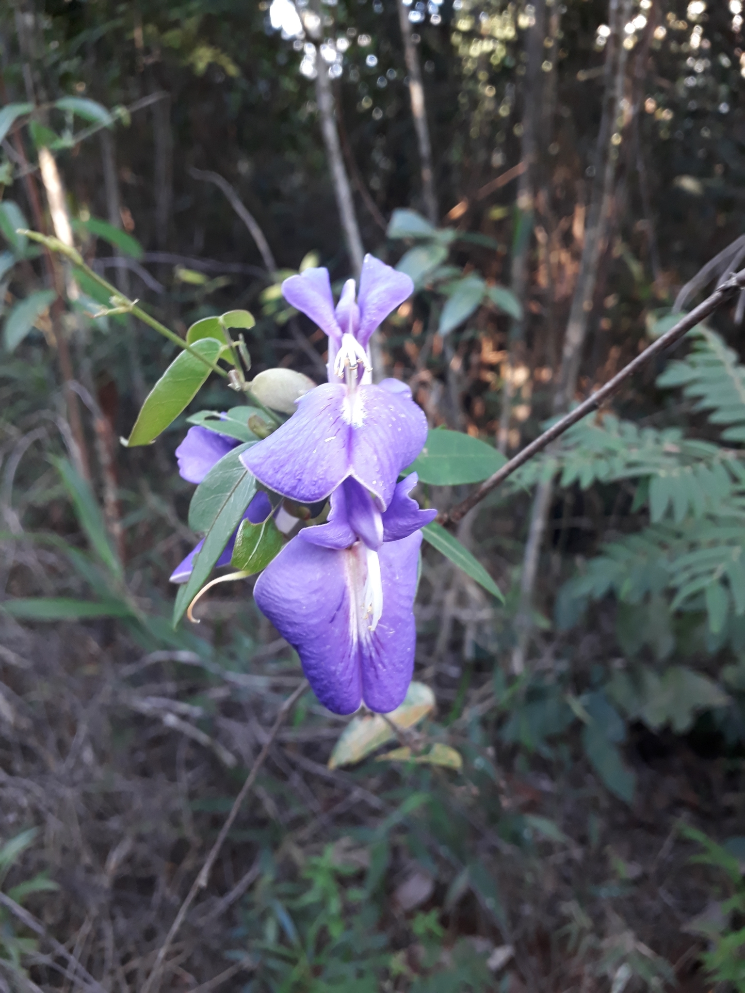 Periandra mediterranea