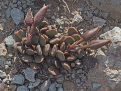 Anacampseros rufescens