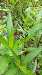 Pterophylla beltrani