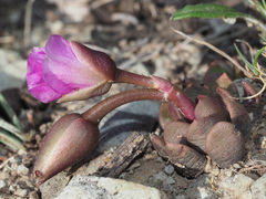 Anacampseros rufescens