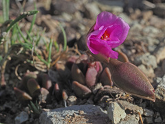 Anacampseros rufescens