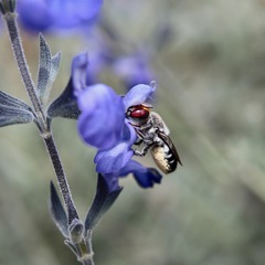 Megachile aurifrons