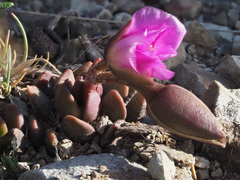 Anacampseros rufescens