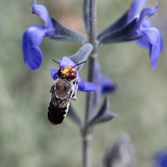 Megachile aurifrons