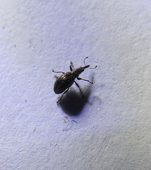 Neocyba metrosideros