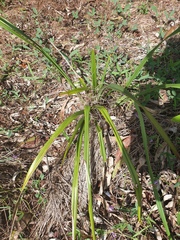 Dianella brevipedunculata