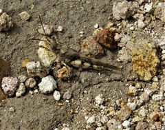 Heliastus sumichrasti