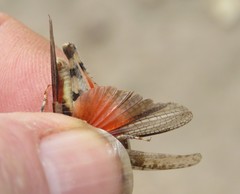 Heliastus sumichrasti