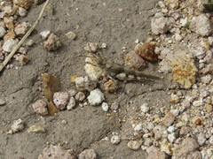 Heliastus sumichrasti