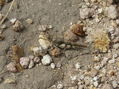 Heliastus sumichrasti