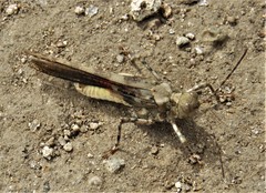 Heliastus sumichrasti