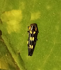 Agrilus xanthonotus
