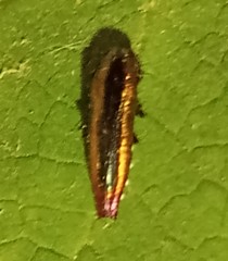 Agrilus furcillatus