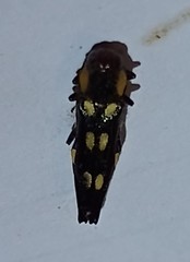 Agrilus xanthonotus