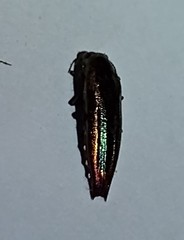 Agrilus furcillatus