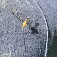 Aurotipula clara