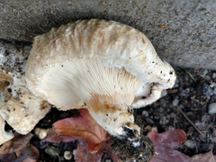 Basidiomycota