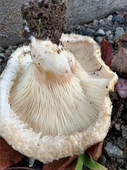 Basidiomycota