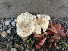 Basidiomycota
