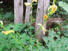 Corydalis ochotensis