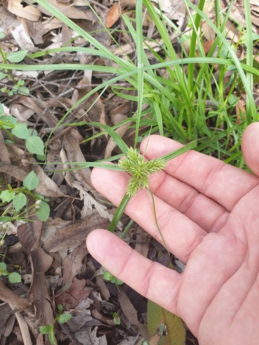 Cyperus aggregatus iNat (2)