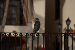 Accipiter cooperii