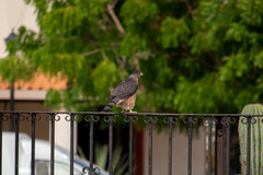 Accipiter cooperii