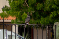 Accipiter cooperii