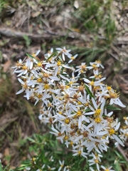 Olearia phlogopappa