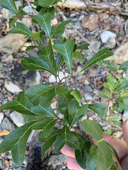 Cupaniopsis wadsworthii
