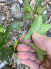 Cupaniopsis wadsworthii