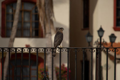 Accipiter cooperii