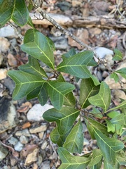 Cupaniopsis wadsworthii