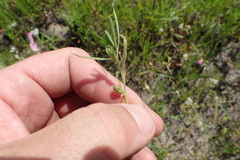 Oenothera spachiana