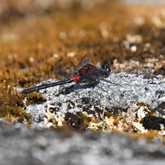 Leucorrhinia glacialis