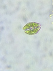 Cosmarium pseudotaxichondrum