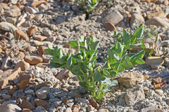 Astragalus asclepiadoides