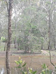 Melaleuca irbyana