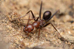 Melophorus rufoniger