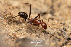 Melophorus rufoniger